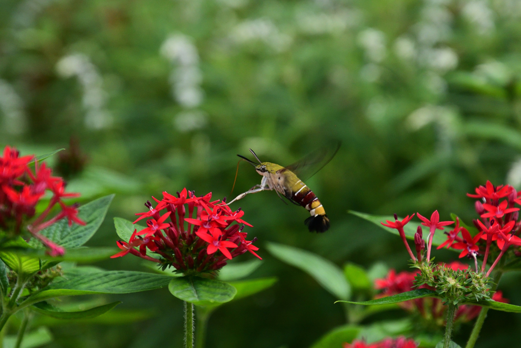 230919京都植物園61