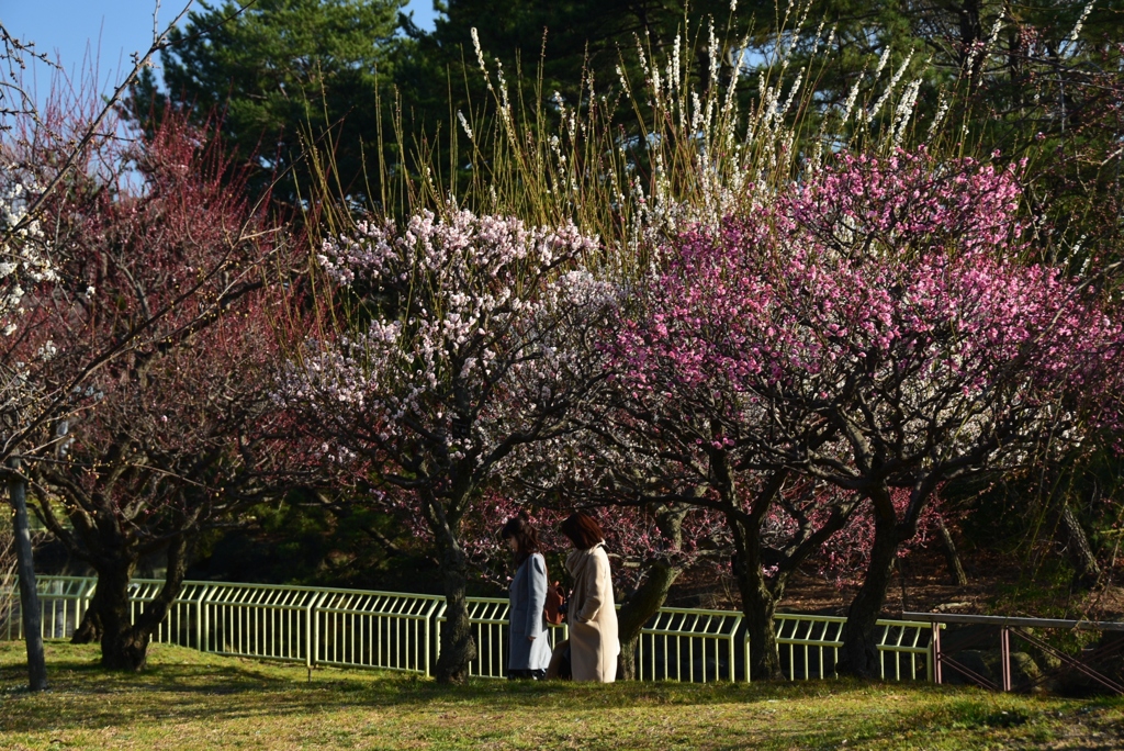180302長居植物園37