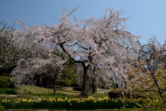 180329宇治植物園18+