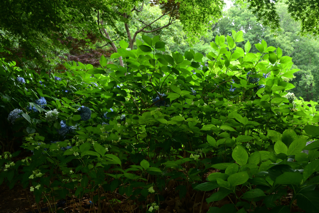 210627長居植物園38