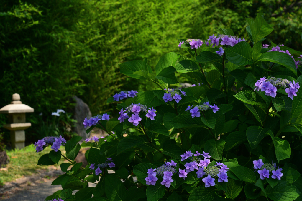 220610城北公園30