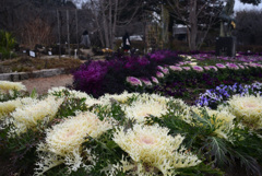 250228京都植物園47