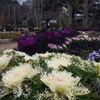 250228京都植物園47