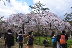 190324d京都御苑27