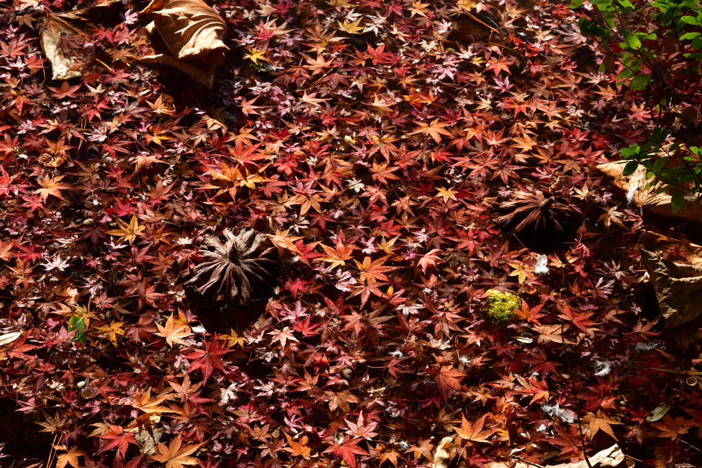 251207a京都植物園48
