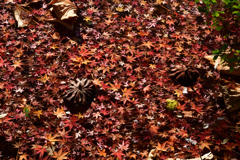 251207a京都植物園48