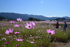 221021a藤原宮跡02