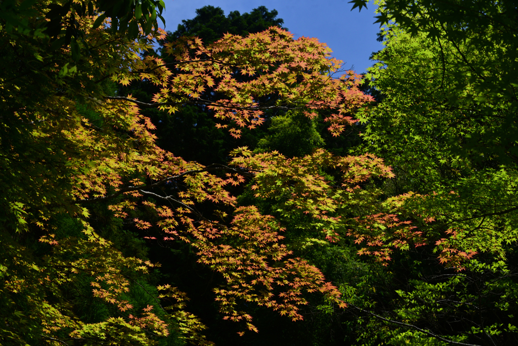 240525g今熊野観音寺15