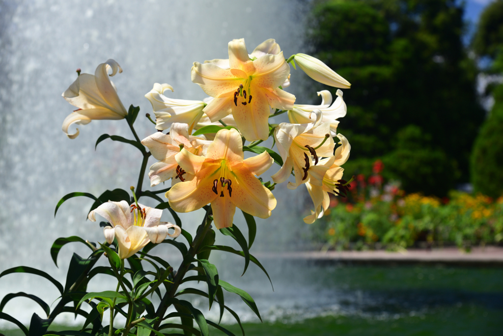 240705京都植物園14