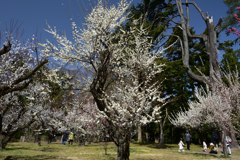 230311京都植物園13