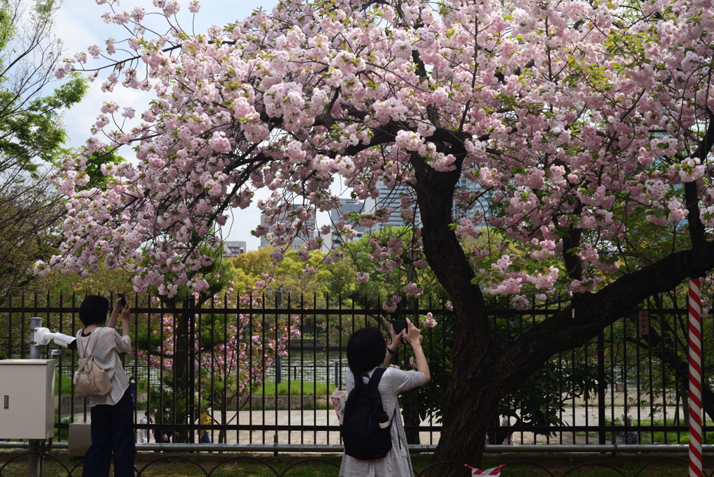 220413a造幣局22平野撫子