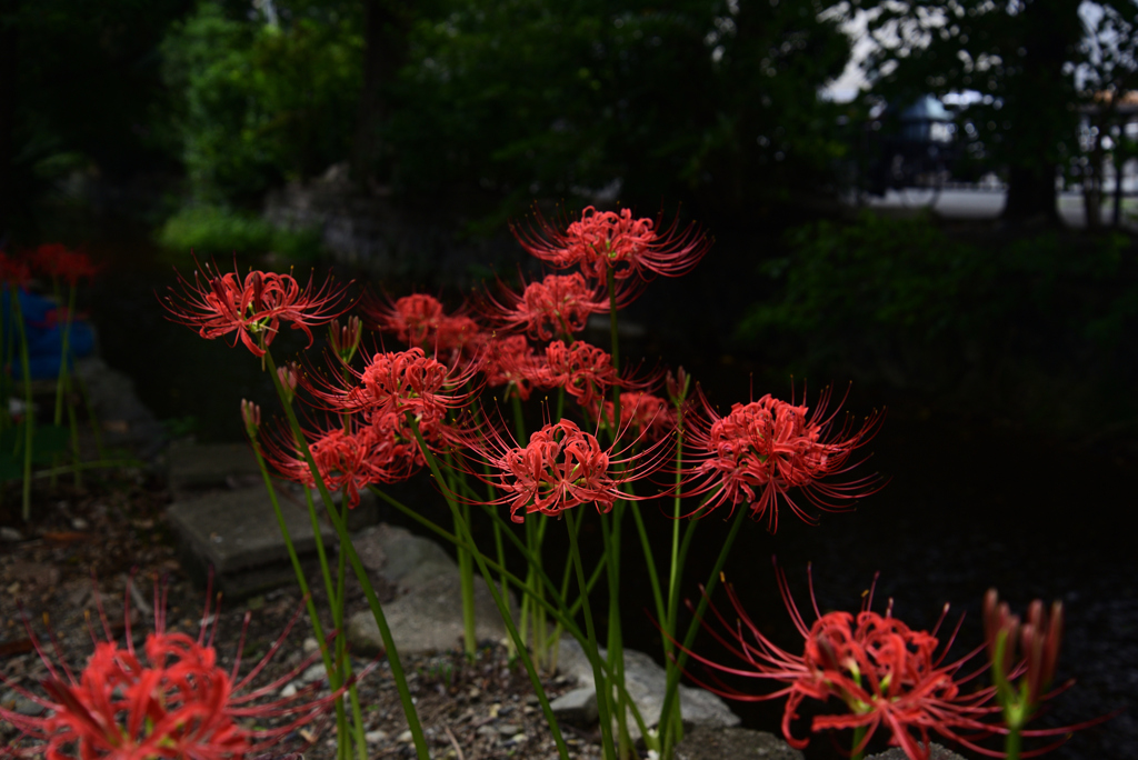 210916b木屋町通55五条下る