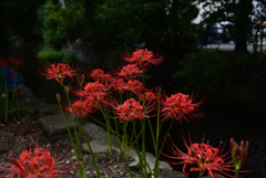 210916b木屋町通55五条下る