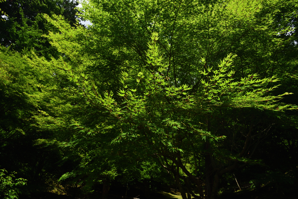 190617a石山寺20
