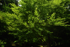 190617a石山寺20
