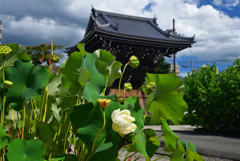 +220831f妙蓮寺48