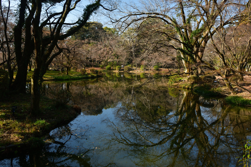 260117a京都植物園19