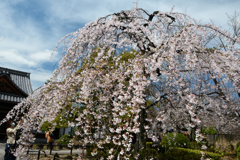 250331b上品蓮台寺28