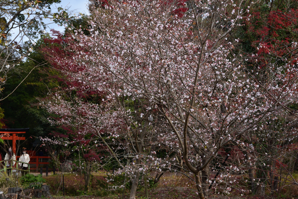 201213a京都植物園38