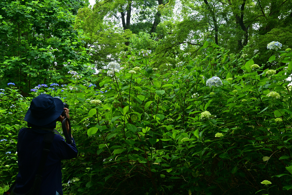 230613京都植物園45