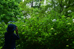 230613京都植物園45