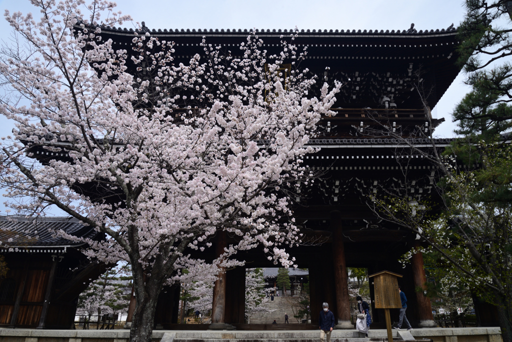 220402c金戒光明寺09