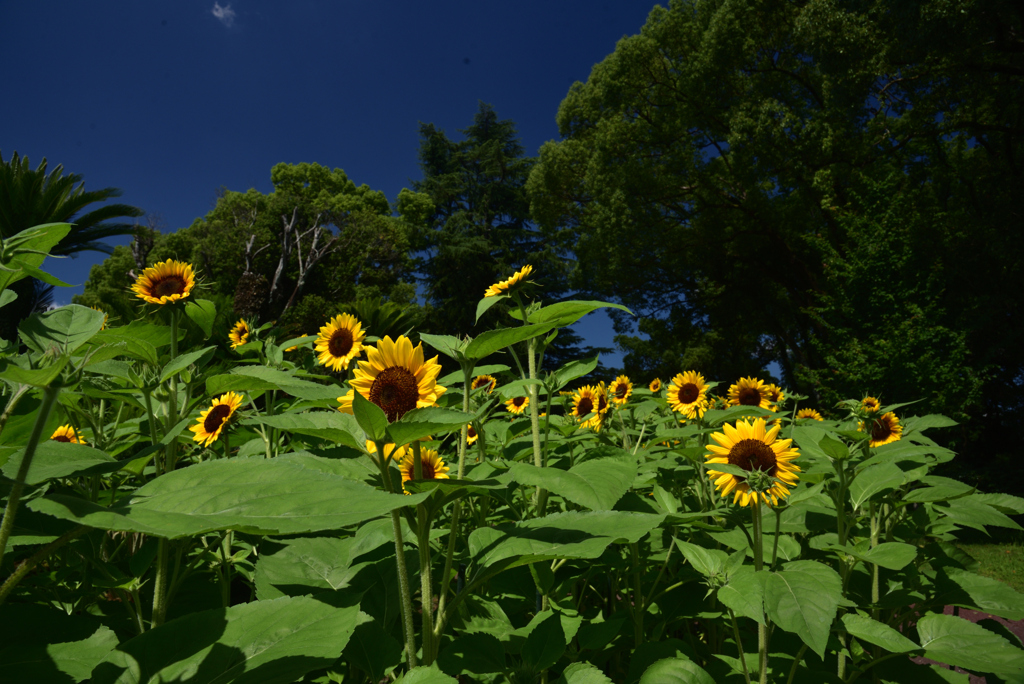 240705京都植物園01