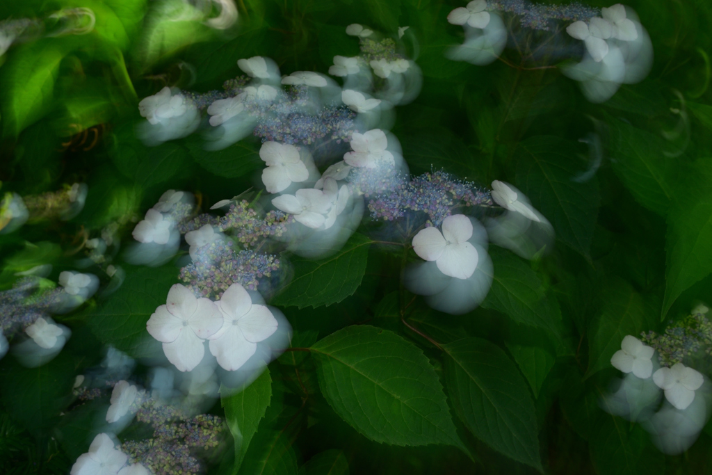 240604京都植物園11