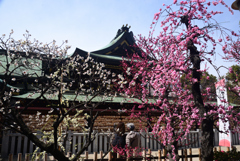 250308a大阪天満宮25