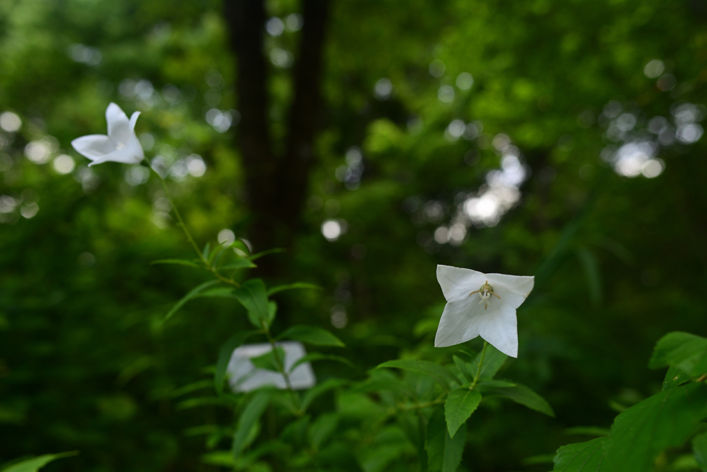 240727京都植物園28