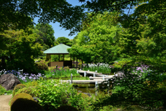 250605b大仙公園31