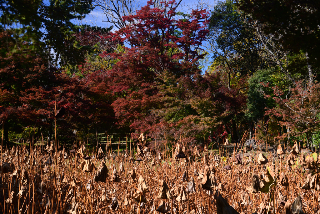 241125a京都植物園29