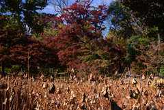 241125a京都植物園29