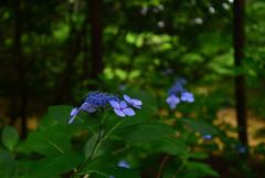 240629b久米寺15