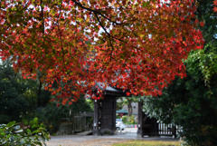 191204b京都御苑16
