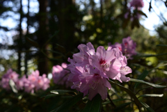 230404b京都植物園26