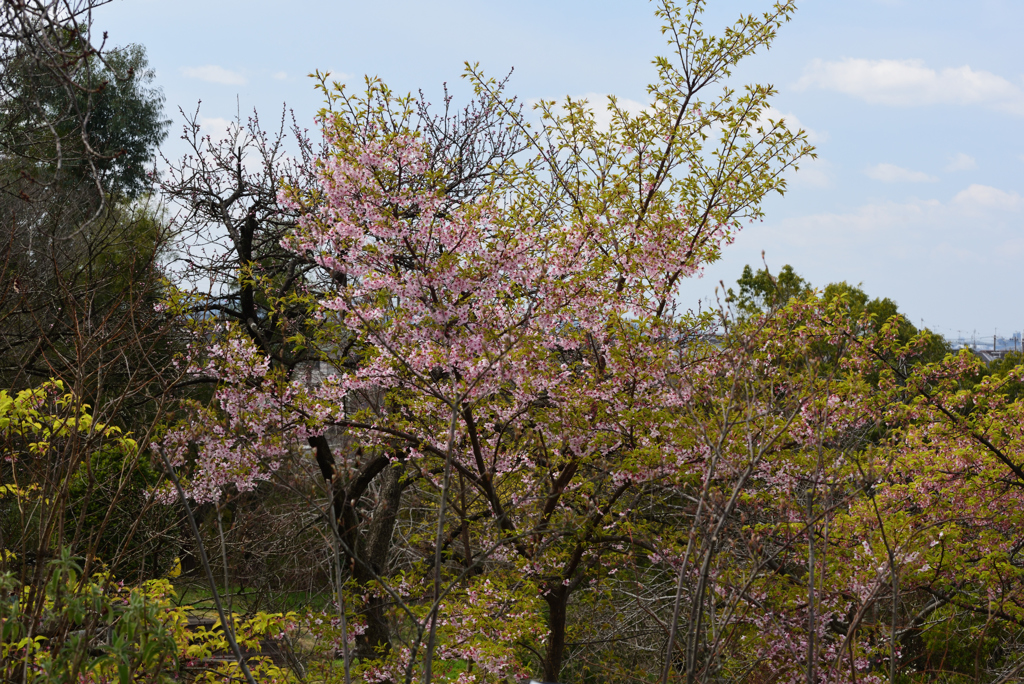 190323宇治植物園32
