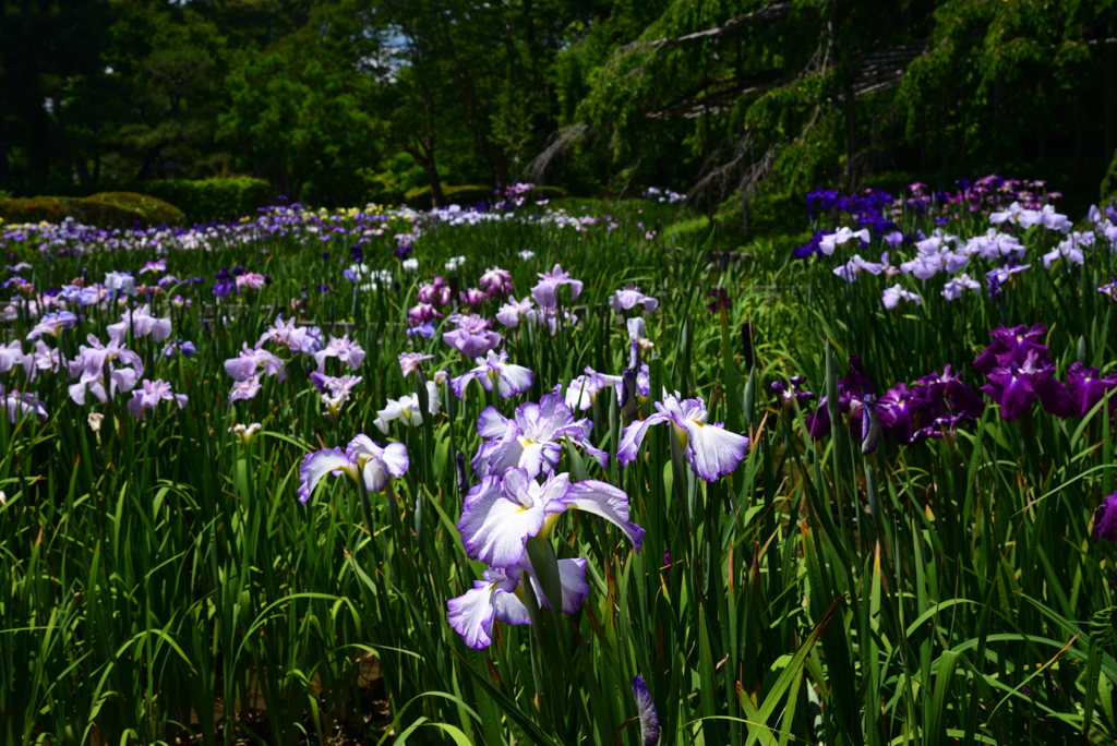220609京都植物園24