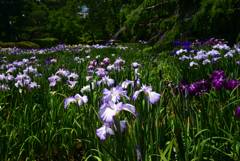 220609京都植物園24