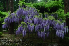 180424春日大社35+