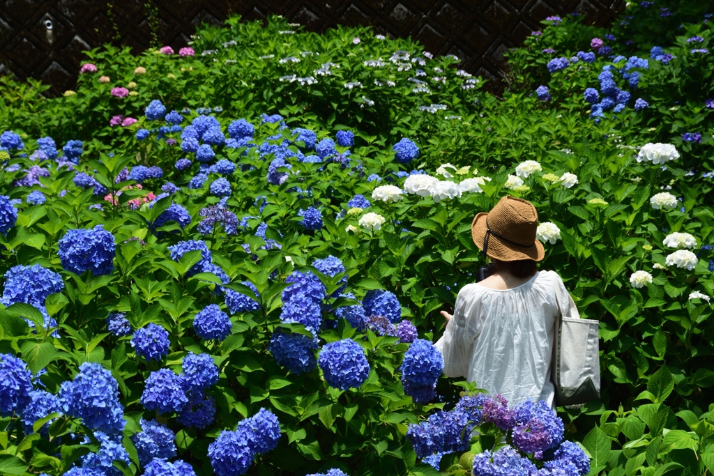 180614a三室戸寺41+