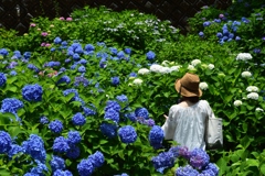 180614a三室戸寺41+