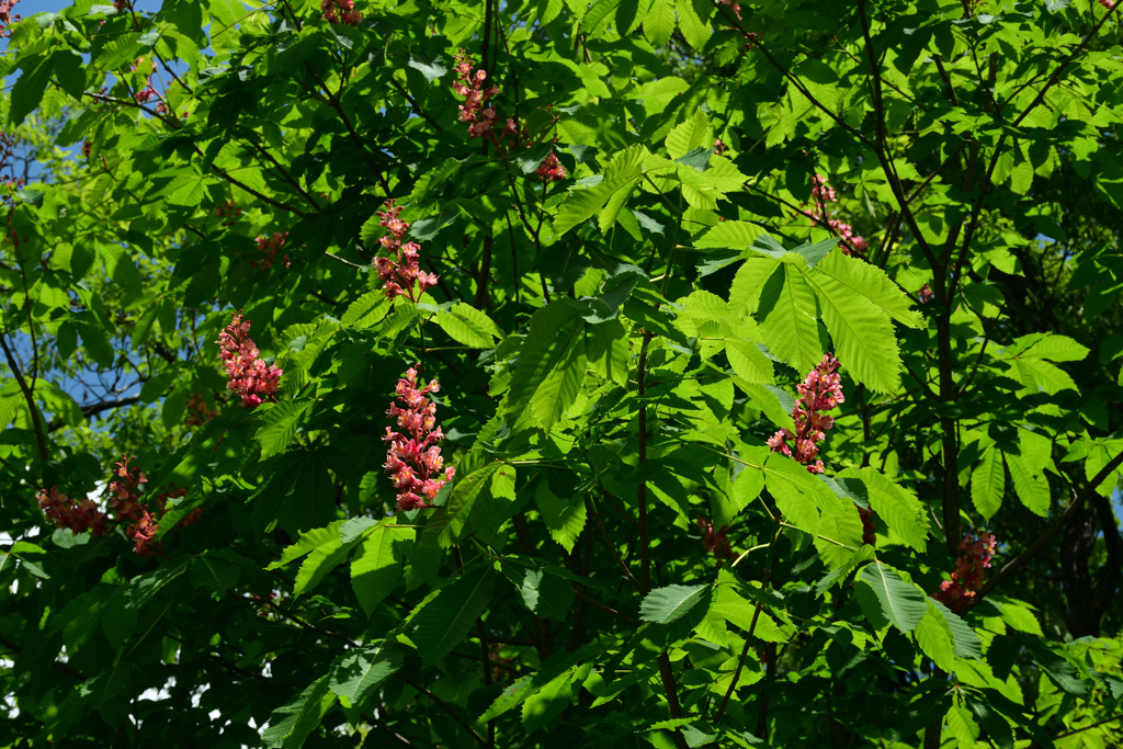 250504京都植物園20