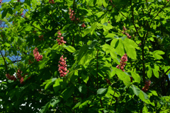 250504京都植物園20