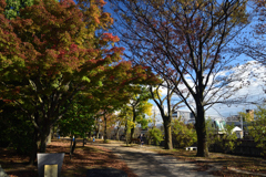 211111c梅小路公園11