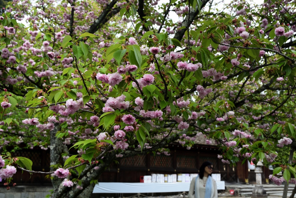 180416b平野神社28+