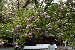 180416b平野神社28+