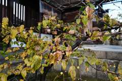 240104a六孫王神社08