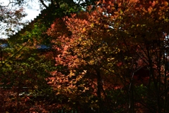 171117毘沙門堂19