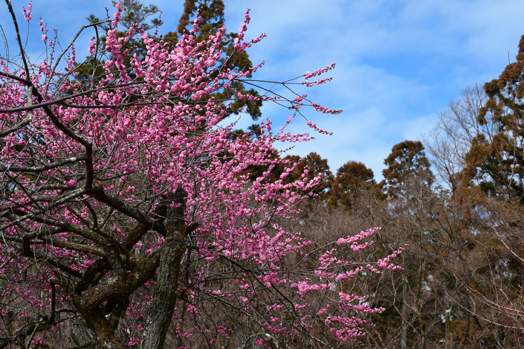 240217a京都植物園21